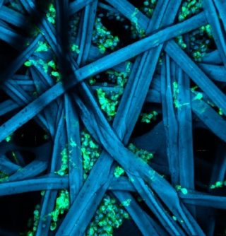 Univercells